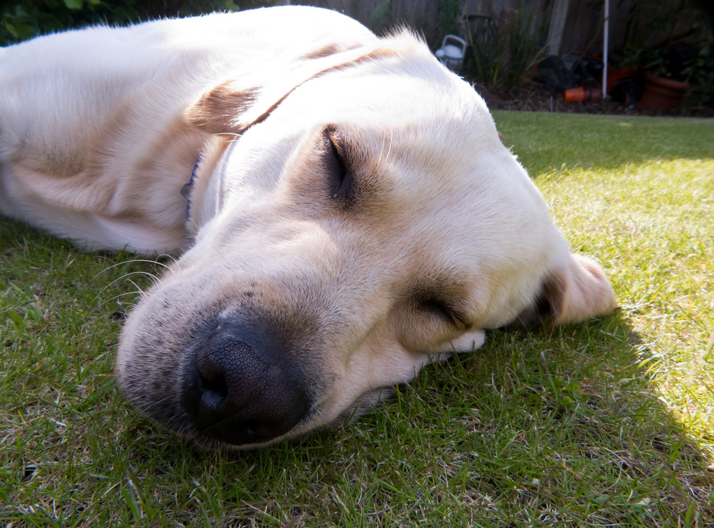 dog sleeping